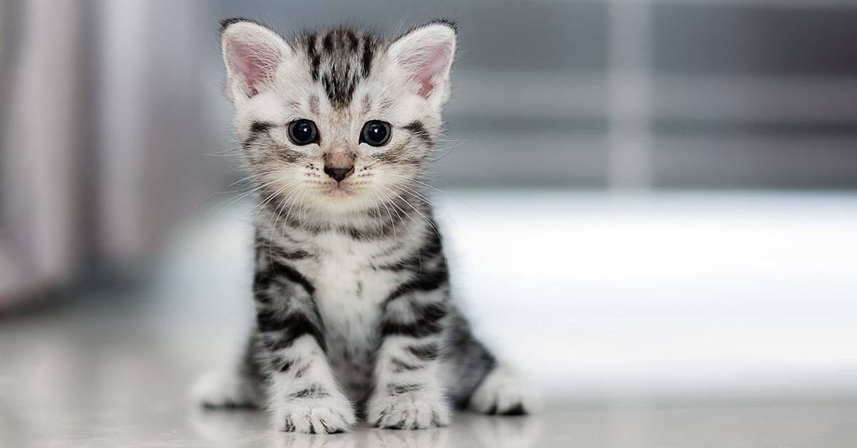 Cute Kitten thats SUPPOSED to appear