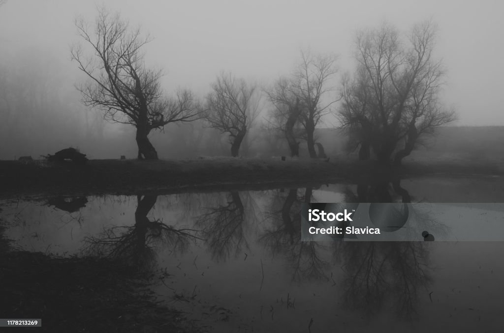 Dead Trees Around Foggy Lake